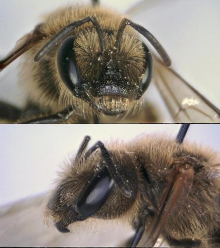 Réf. 210 706 : Halictus scabiosae