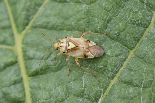 Lygus sp.