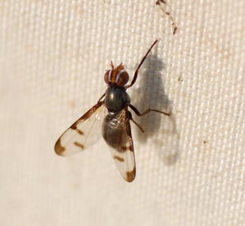 Herina nigrina