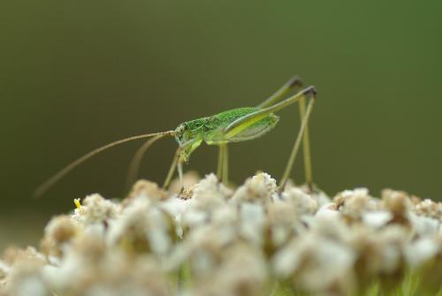 Réf. 210 868 : Phaneroptera sp.