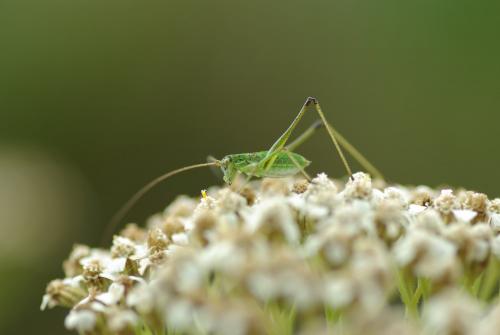 Phaneroptera sp.
