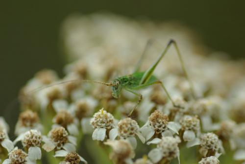 Phaneroptera sp.
