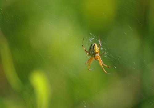 Réf. 210 804 : Neoscona sp.