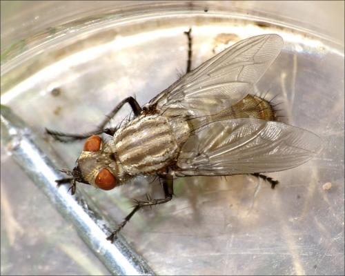 Sarcophaga sp.