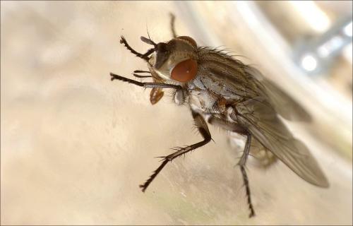 Sarcophaga sp.