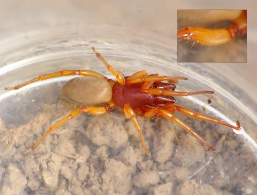 Dysdera crocata