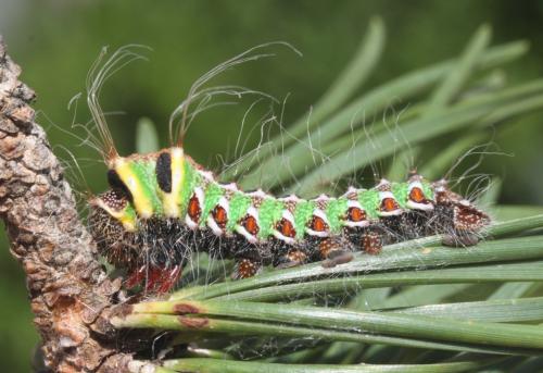 Actias isabellae