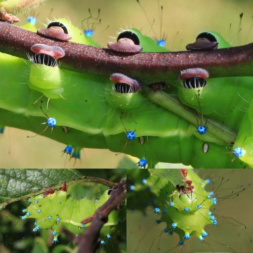 Saturnia pyri