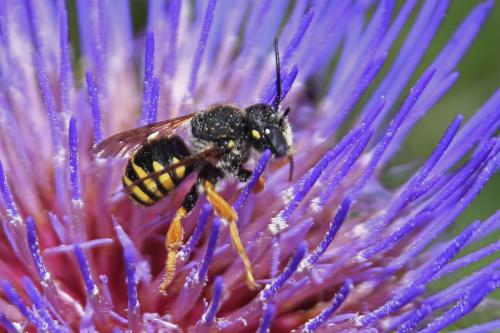 Réf. 210 396 : Trachusa interrupta