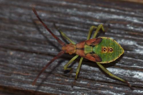 Réf. 210 084 : Gonocerus juniperi