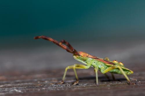 Réf. 210 085 : Gonocerus juniperi