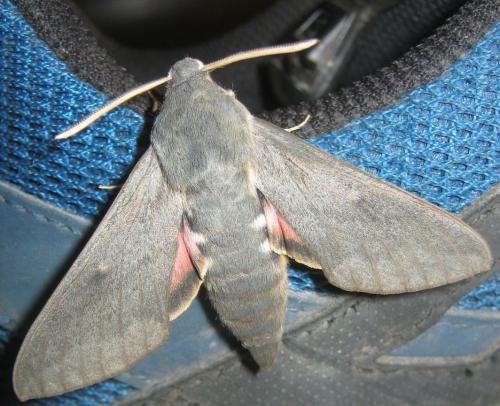 Hyles vespertilio