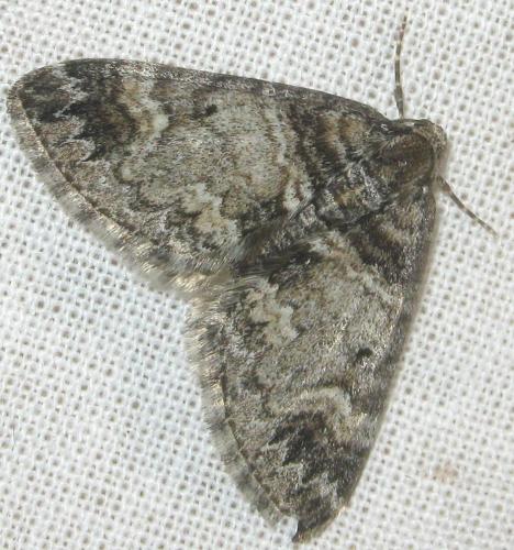 Perizoma juracolaria
