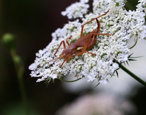 Réf. 210 942 : Uromenus rugosicollis