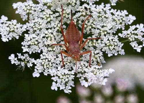 Uromenus rugosicollis