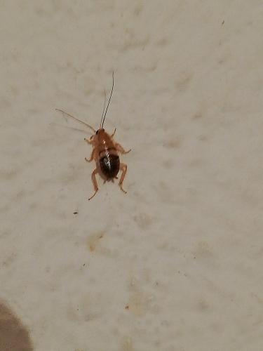 Planuncus vinzi