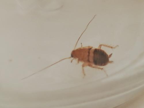 Planuncus vinzi