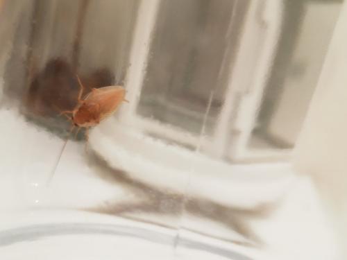 Planuncus vinzi