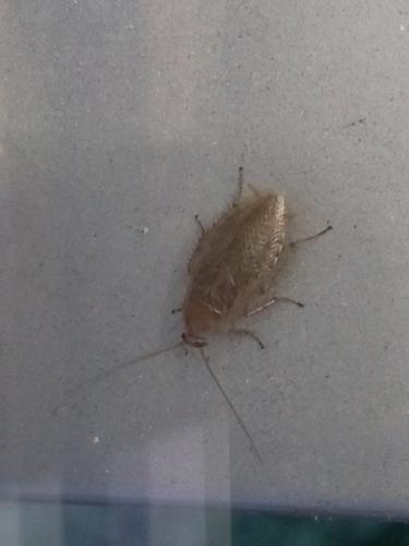 Ectobius sp.