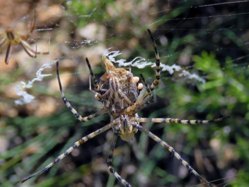Réf. 210 745 : Argiope lobata