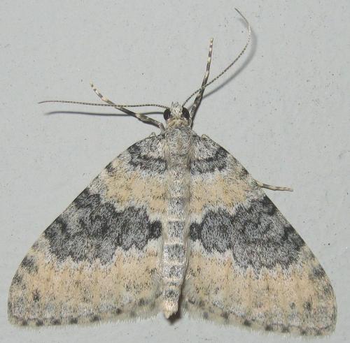 Entephria cyanata