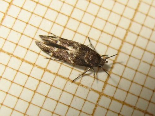Mompha subbistrigella