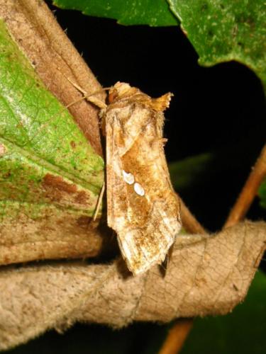 Chrysodeixis chalcites