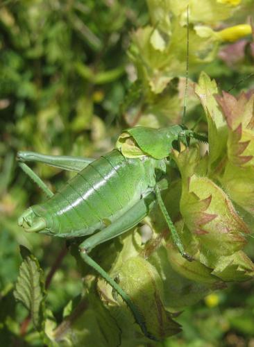 Polysarcus scutatus