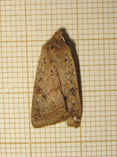 Agrochola blidaensis