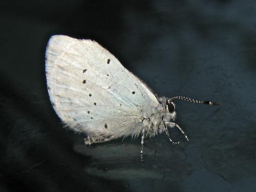 Celastrina argiolus
