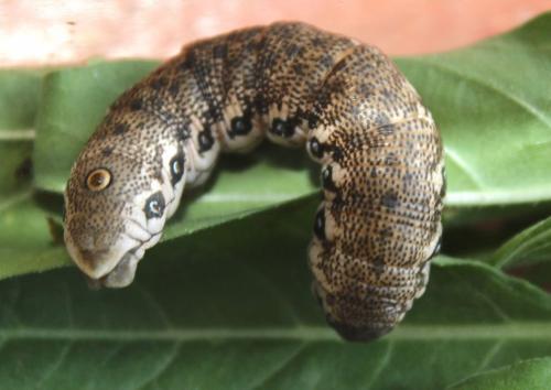 Proserpinus proserpina