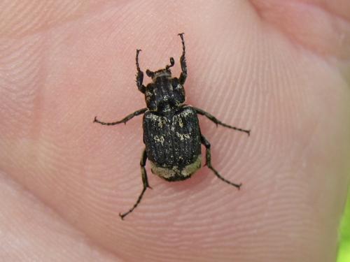 Valgus hemipterus