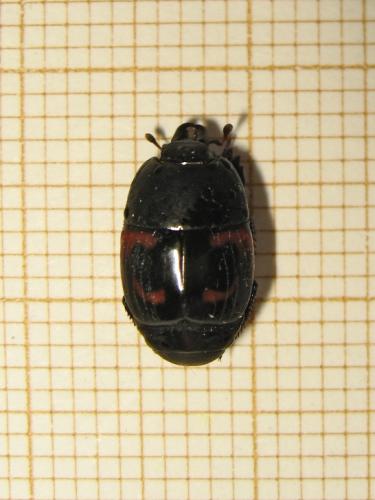 Réf. 210 391 : Hister quadrimaculatus