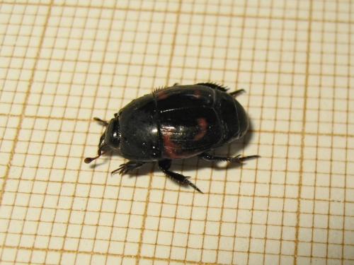 Hister quadrimaculatus
