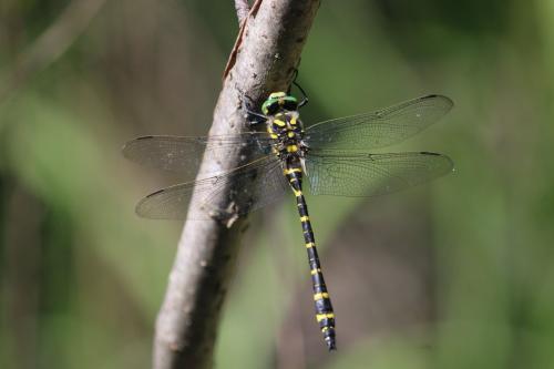 Cordulegaster boltonii