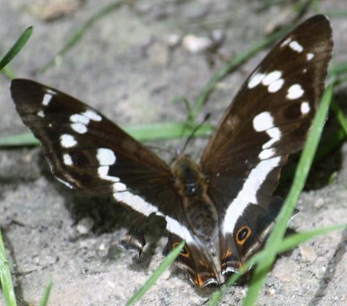 Apatura iris