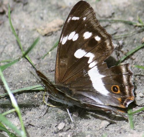 Apatura iris