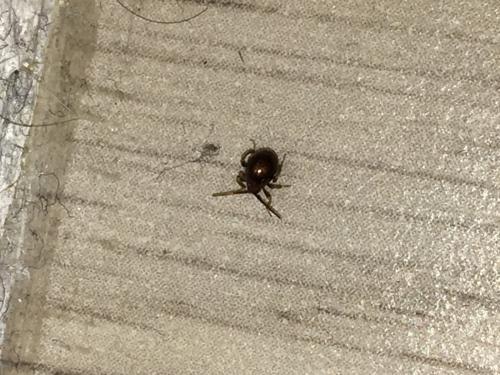 Gibbium sp.
