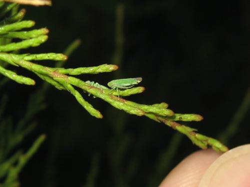 Réf. 210 369 : Opsius stactogalus