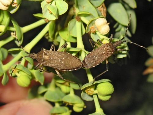 Dicranocephalus agilis