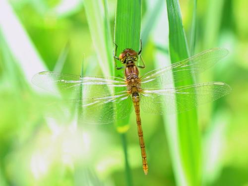 Sympetrum striolatum