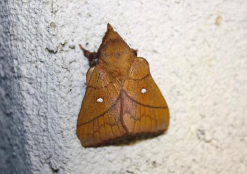 Odonestis pruni