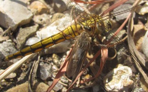Réf. 210 849 : Stenopogon junceus