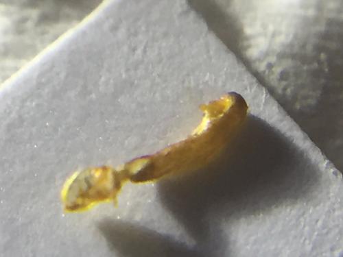 Jordanita sp.
