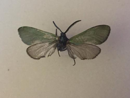 Jordanita sp.