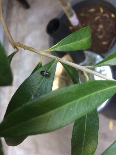 Planuncus vinzi