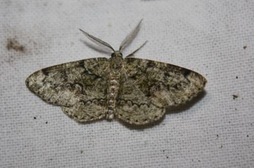Cleorodes lichenaria