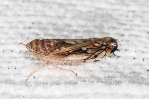 Réf. 210 599 : Scaphoideus titanus