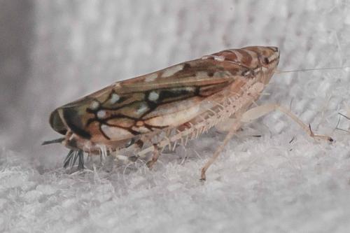 Réf. 210 600 : Scaphoideus titanus