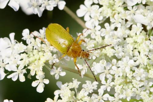 Réf. 210 372 : Cteniopus sulphureus